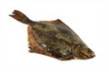 Fish flounder isolated