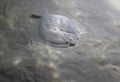 A fish flounder is laying on the sand Royalty Free Stock Photo