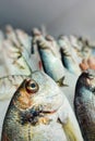 Fish Food in a Fish Market Stand Royalty Free Stock Photo