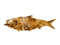 Fish Fossil Royalty Free Stock Photo