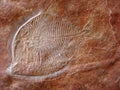 Fish fossil Royalty Free Stock Photo