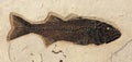 Fish Fossil