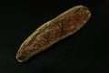 Fish fossil isolated on a black background. Royalty Free Stock Photo