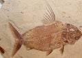 Fish Fossil Royalty Free Stock Photo