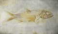 Fish fossil. Prehistoric fish