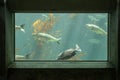Fish in a frame in Seattle aquarium Royalty Free Stock Photo