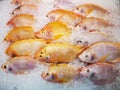 Fish fresh ice cooled in supermarket Royalty Free Stock Photo