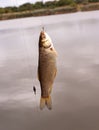 Fish freshly caught in the pond. The grass carp is a carp family.Fish on the background of the pond.