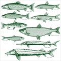 Fish freshwater vector 2