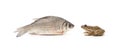 Fish and frog Royalty Free Stock Photo