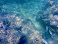 Fish frolic in the tropical waters of the Great Barrier Reef in Australia Royalty Free Stock Photo