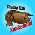 Beautiful Channa Snakehead Fish vector illustration