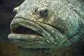 Fish Giant Grouper Royalty Free Stock Photo