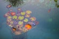 Fish and Giant Lily Pads in a Lake Royalty Free Stock Photo