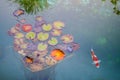 Fish and Giant Lily Pads Royalty Free Stock Photo