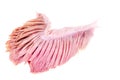 Fish Gills isolated Royalty Free Stock Photo