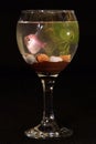 The fish in glass