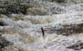 Fish going upstream for spawning.