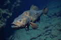 A fish gracefully moves through the water, swimming with its fins and tail, A slow-moving, ancient-looking coelacanth in the deep Royalty Free Stock Photo