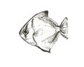 Fish. A graphical illustration of a fish drawn with a pencil. Fish on a white background. Black and white sketch.