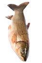 Fish grass carp isolated