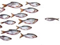 Fish group all by itself Royalty Free Stock Photo