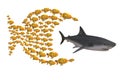 Fish group chasing shark Royalty Free Stock Photo