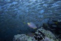 Fish group Fusilier yellow color swim around in underwater sea and coral reef with deep blue sea background landscape