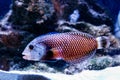 Fish Guban - dragon Novaculichthys taeniourus Royalty Free Stock Photo