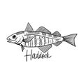 Fish Haddock. Hand drawn vector illustration. Engraving style. Isolated on white background.