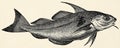The fish - haddock (Melanogrammus aeglefinus).
