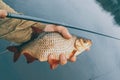 Fish in the hand of an angler. Fishing on tenkara Royalty Free Stock Photo