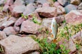 Fish hanging on a hook with a fishing line on a background of stones. River fishing. The concept of recreation