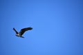 Fish Hawk in Flight with Wings Extended Out