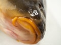 Fish head, carp head. Carp on a white background.