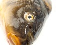 Fish head, carp head. Carp on a white background.