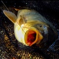 Fish head caught on a hook, carp close-up Royalty Free Stock Photo