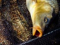 Fish head caught on a hook, carp close-up Royalty Free Stock Photo