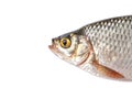 Fish head close-up Royalty Free Stock Photo