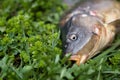 Fish head.Mirror carp lies on the grass.freshwater fish.typically with barbels around the mouth.The carp is queen of rivers Royalty Free Stock Photo