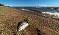 Fish head on the sea beach near the sea, poor ecology... Royalty Free Stock Photo