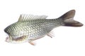 Fish without head on a white Royalty Free Stock Photo