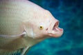 Fish head (Giant) Gourami Albino in water