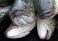 Fish heads Royalty Free Stock Photo