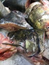 Fish heads in refrigerator for sale Royalty Free Stock Photo