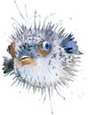 Fish hedgehog. Fish hedgehog watercolor illustration. Underwater word