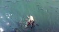 Fish herd eating bread in water