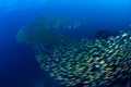 Fish herd Under the blue sea. Royalty Free Stock Photo