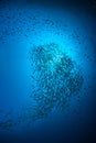 Fish herd Under the sea Similan,North Andaman Sea. Royalty Free Stock Photo