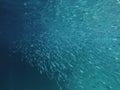 Fish herd in Underwater world